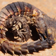 Illustration for article titled How Scientists Use CT Scans and 3D Printing to Understand Armored Lizards